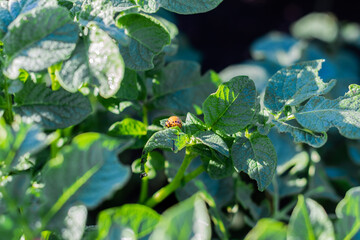 Colorado potato beetle - Leptinotarsa decemlineata on potato bushes. Pest of plants and agriculture.