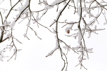 Schnee liegt auf den d&uuml;nnen Zweigen von B&auml;umen