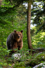 Brown Bear - Ursus arctos large popular mammal from European forests and mountains, Slovenia, Europe.