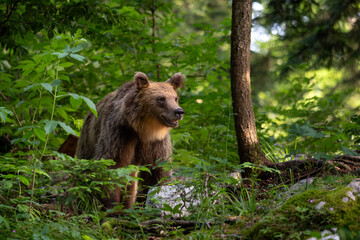 Plakat Brown Bear - Ursus arctos large popular mammal from European forests and mountains, Slovenia, Europe.
