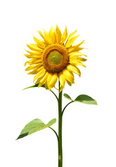 A Vibrant Sunflower in Full Bloom Standing Alone Against a Clean Transparent Background