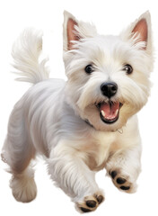 Running highland terrier dog isolated on white background as transparent PNG