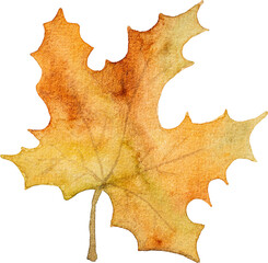 Autumn maple leaves watercolor drawing closeup. Fall foliage aquarelle painting