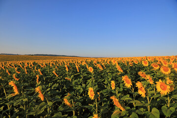 Fototapeta na wymiar incredibly beautiful sunflower field in the village