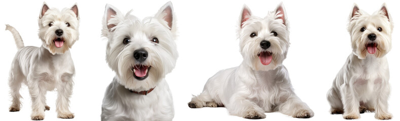Collection of white highland terrier (portrait, sitting, standing, lying), dog bundle isolated on...
