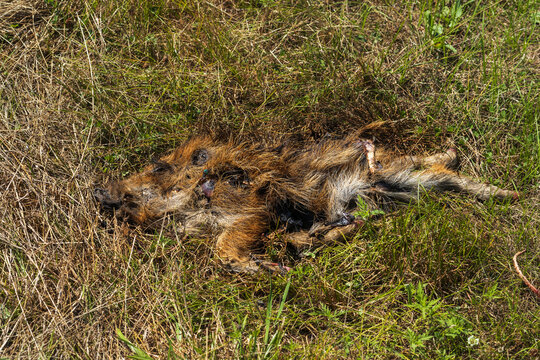 The corpse of a young wild boar. Dead animal body.
