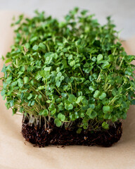 micro arugula sprouts grown in a separate tray, close shot