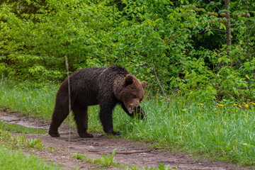 Young Brown bear (Ursus arctos) is searching for food in Estonian forest.