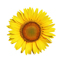 Isolated Sunflower Head
