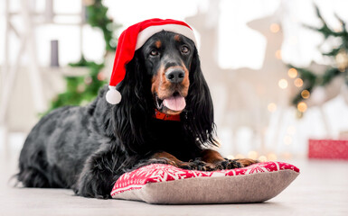 Gordon setter dog wearing Santa hat in Christmas time at decorated home holidays portrait. Purebred...
