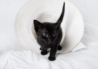Cute curious black kitten against hat background.