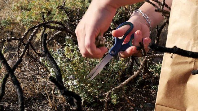 A woman's hand uses scissors to cut a flowering thyme in a wild field among withered dwarf shrubs. Collection of aromatic medicinal herbs for decoction and tea additives