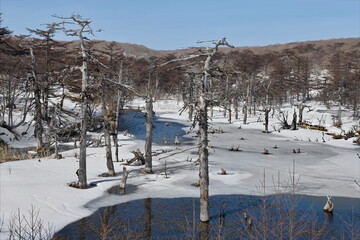 Russia. Kuril Islands. View of the lake melted by the spring sun with the frozen remains of relict larches on Iturup Island near the Burevestnik airport.