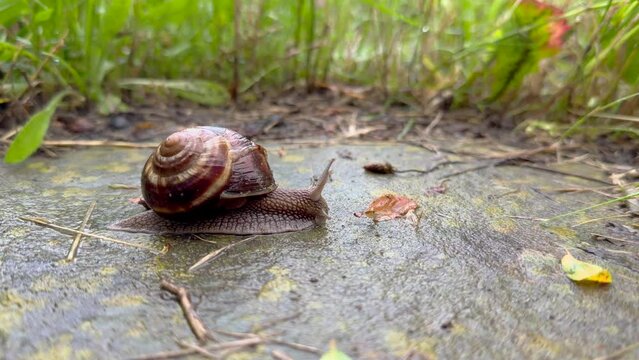 an escargot snail moving in real time over the ground. Birds are chirping in the background and calm rain noises are present