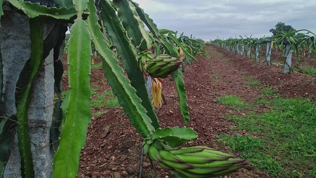 A close-up of freshly grown dragon fruit buds on the plants or dragon fruit farming