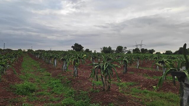 A wide view of freshly flowering dragon fruit plantation.young dragon fruit farming