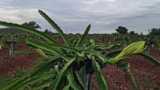 A close-up of freshly grown dragon fruit buds on the plants or dragon fruit farming