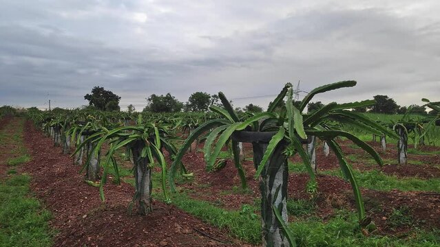 A wide view of freshly flowering dragon fruit plantation.young dragon fruit farming