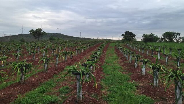 A wide view of freshly flowering dragon fruit plantation.young dragon fruit farming
