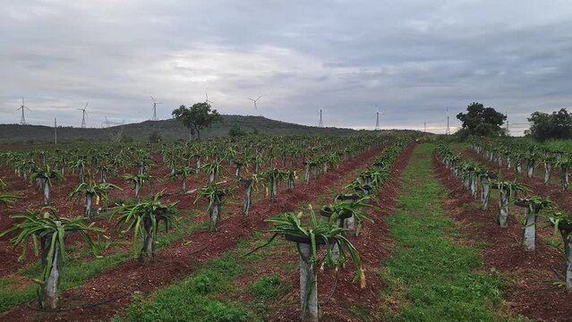 A wide view of freshly flowering dragon fruit plantation.young dragon fruit farming