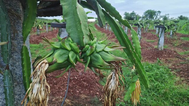 A close-up of freshly grown dragon fruit buds on the plants or dragon fruit farming