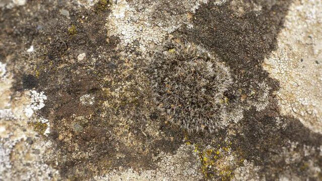 Stone moss or lichen on wall, macro shot