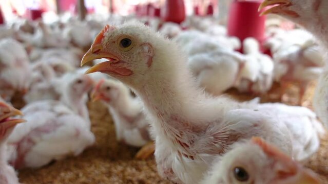 One of the white farm chickens looks curiously at the camera. A closeup view of a poultry chicken farm in Asia.