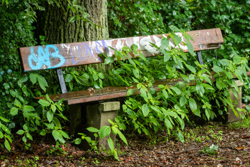 overgrown old bench in park