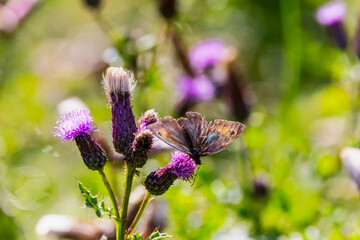 Meadow Brown butterfly 