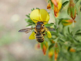 Leafcutter, Mortar, and Resin Bee. Genus Megachile