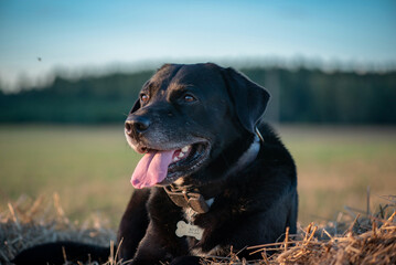 Portrait of a beautiful purebred black labrador outdoors.