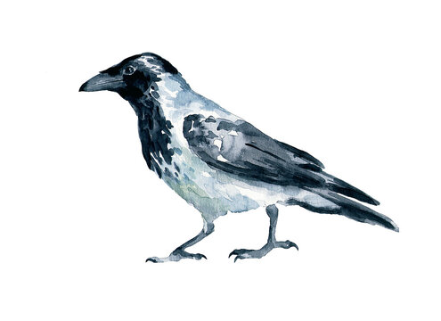 Gray crow watercolor image. Drawing for publishing and printing.