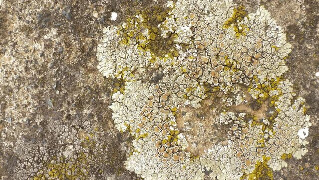 Lichen and moss growing on stone or wall