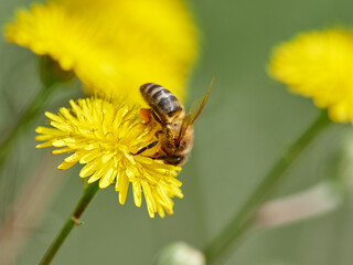 Western Honey Bee. Apis mellifera