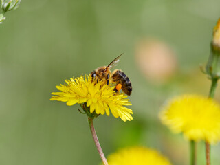 Western Honey Bee. Apis mellifera