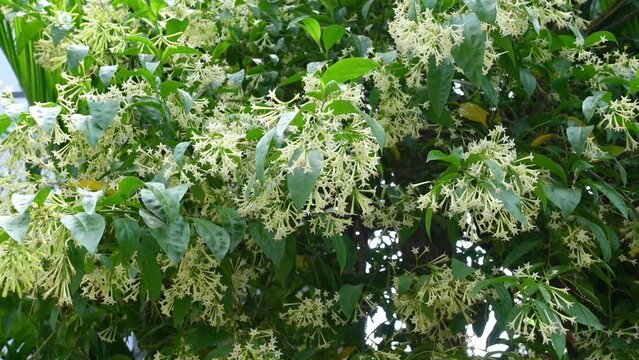 A multi-branched and heavily foliated evergreen Cestrum nocturnum or Night-blooming Jasmine flower plant branches.
