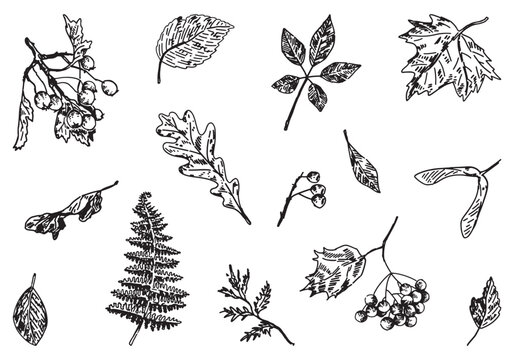 Set of autumn botany attributes. Sketches of fallen leaves, berry twigs. Hand drawn vector illustrations. Outline clipart collection isolated on white.