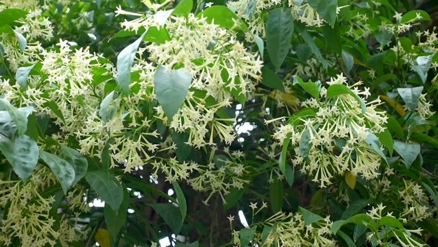 A multi-branched and heavily foliated evergreen Cestrum nocturnum or Night-blooming Jasmine flower plant branches.