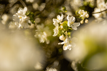 Apple blossoms in warm afternoon light