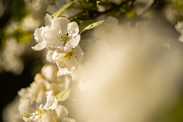 Apple blossoms in warm afternoon light