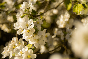 Apple blossoms in warm afternoon light