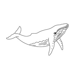 Vector isolated one single swimming floating whale side view colorless black and white contour line easy drawing