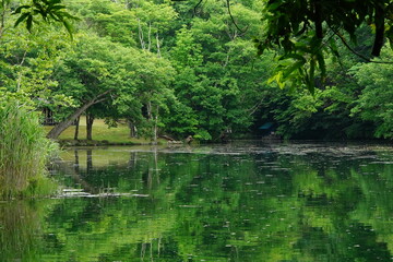 Fototapeta na wymiar 富良野市の鳥沼公園のきれいな池
