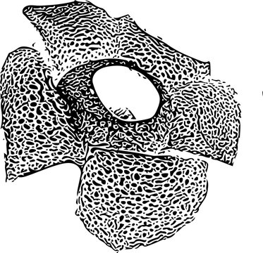 disegno della rafflesia