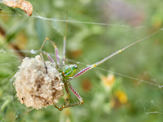 African Green Lynx Spider. Peucetia viridis.