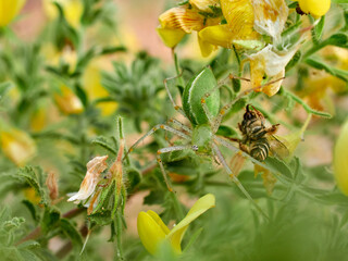 African Green Lynx Spider. Peucetia viridis.