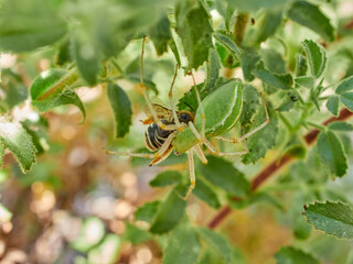 African Green Lynx Spider. Peucetia viridis.