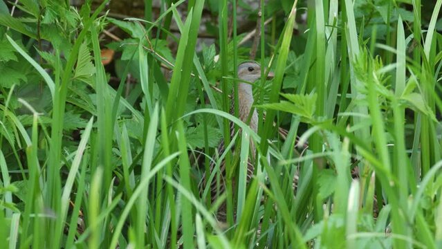 Closeup of Corn crake standing in the middle of tall grass and leaving on a springtime meadow in rural Estonia, Northern Europe	