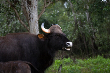 A wild Indian Gaur, the largest cattle in the world.See more animal images - Bison