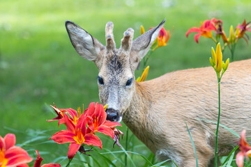 beautiful deer and red lilies